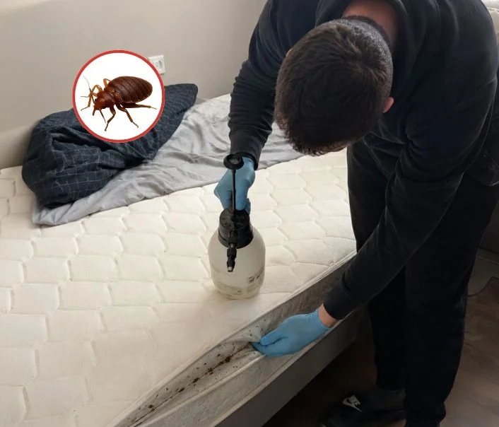 Technicien traitant un matelas contre les punaises de lit à Bombon